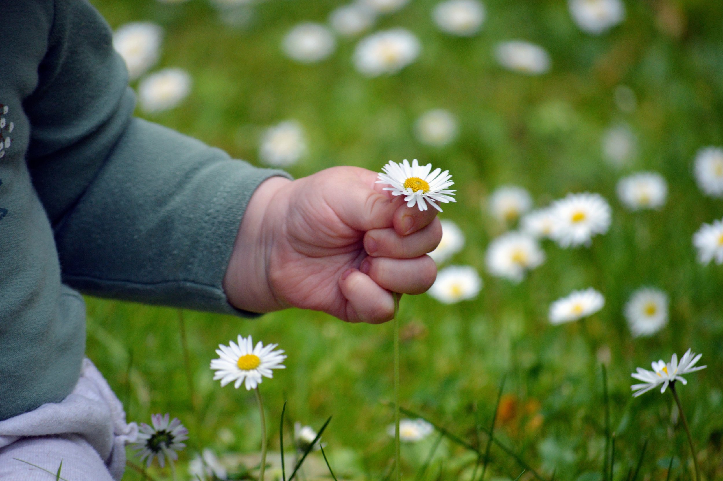 A child's hand holding a white daisy flower in a field of similar daisies.