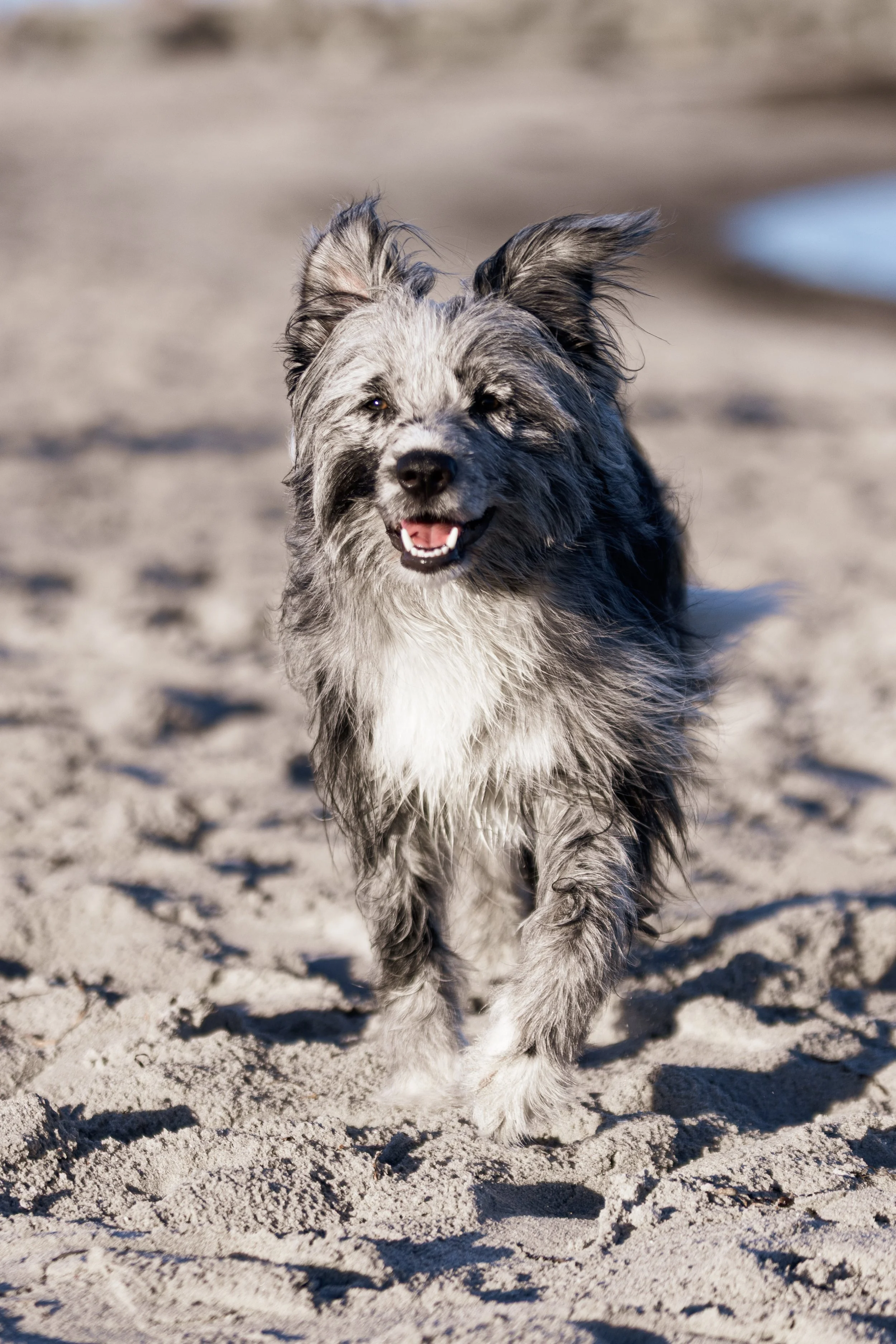 A happy Australian Shepherd dog running on a sandy beach, with a blurred background and a small patch of water visible.