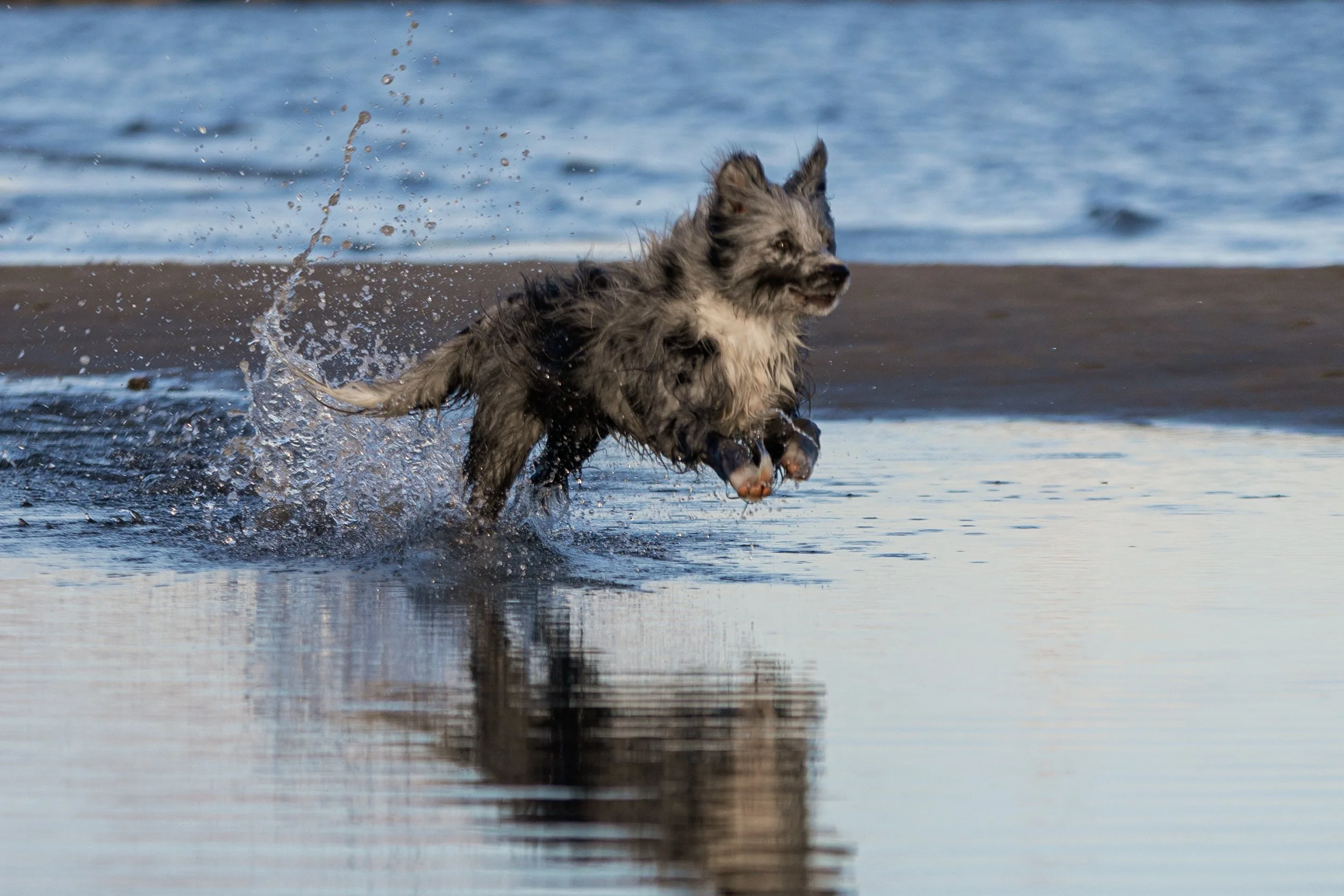 A playful dog running through shallow water at the beach with water splashing around it.