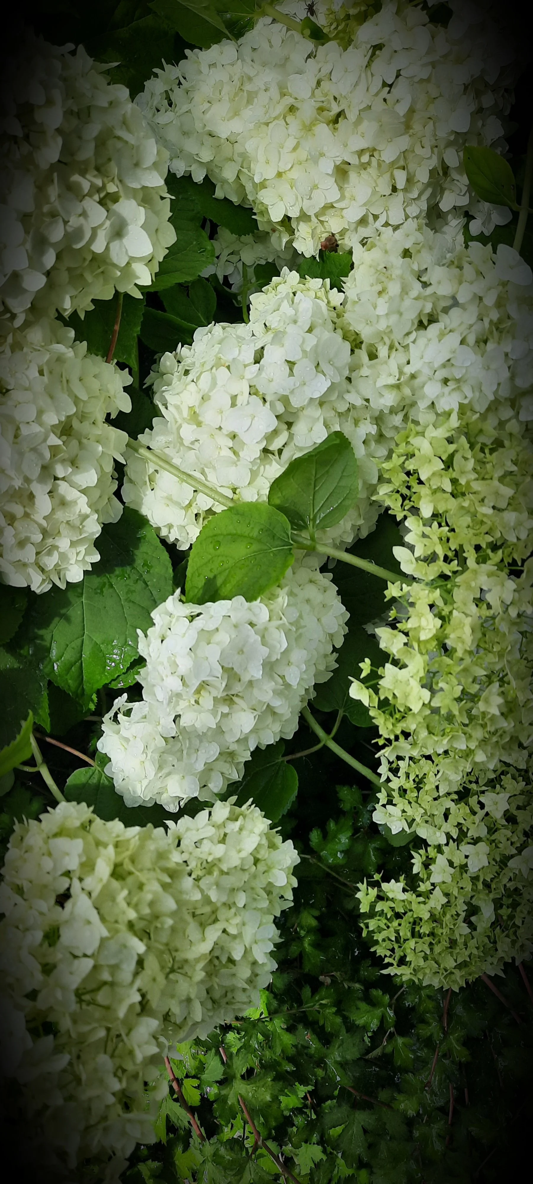 Photos_flowers_14.jpg