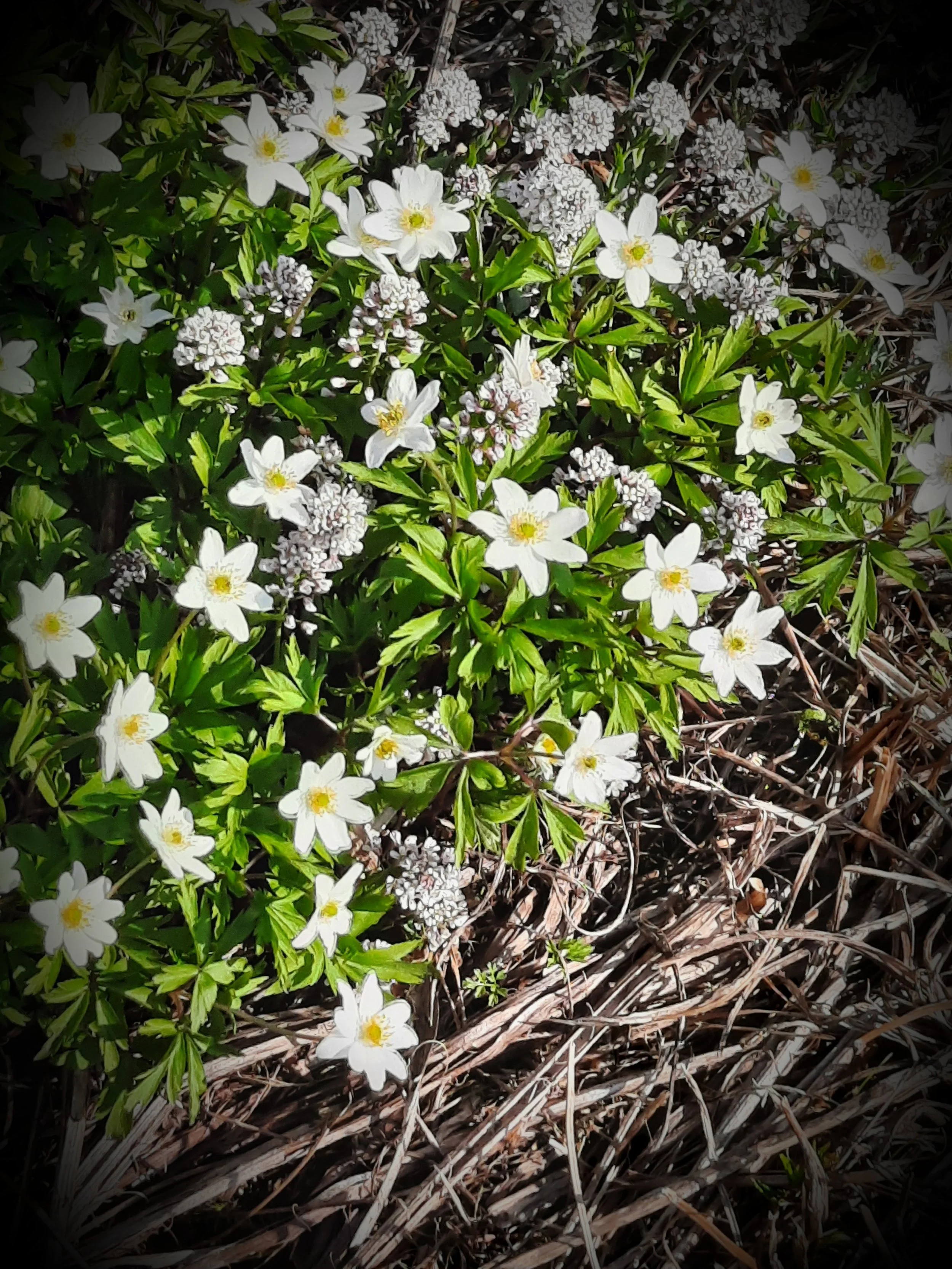Photos_flowers_3.jpg