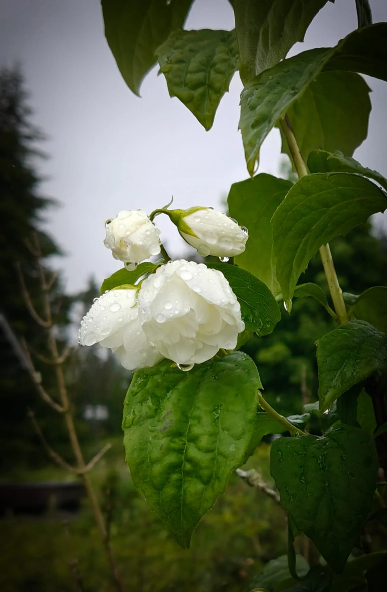 Photos_flowers_16.jpg