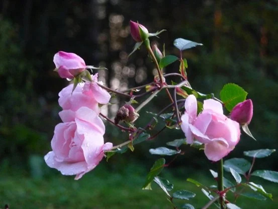 Photos_flowers_18.jpg