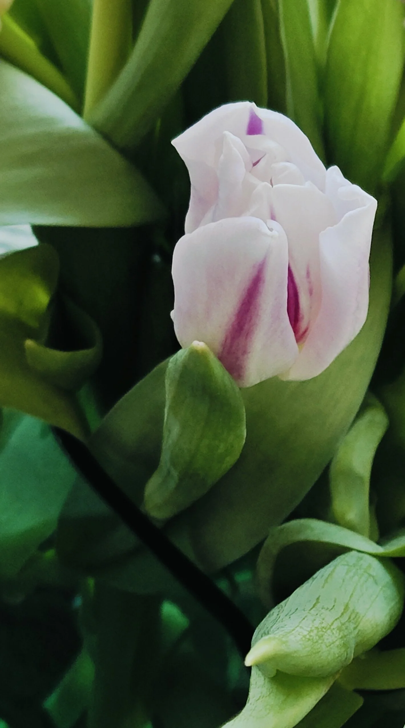 Photos_Flowers_20.jpg
