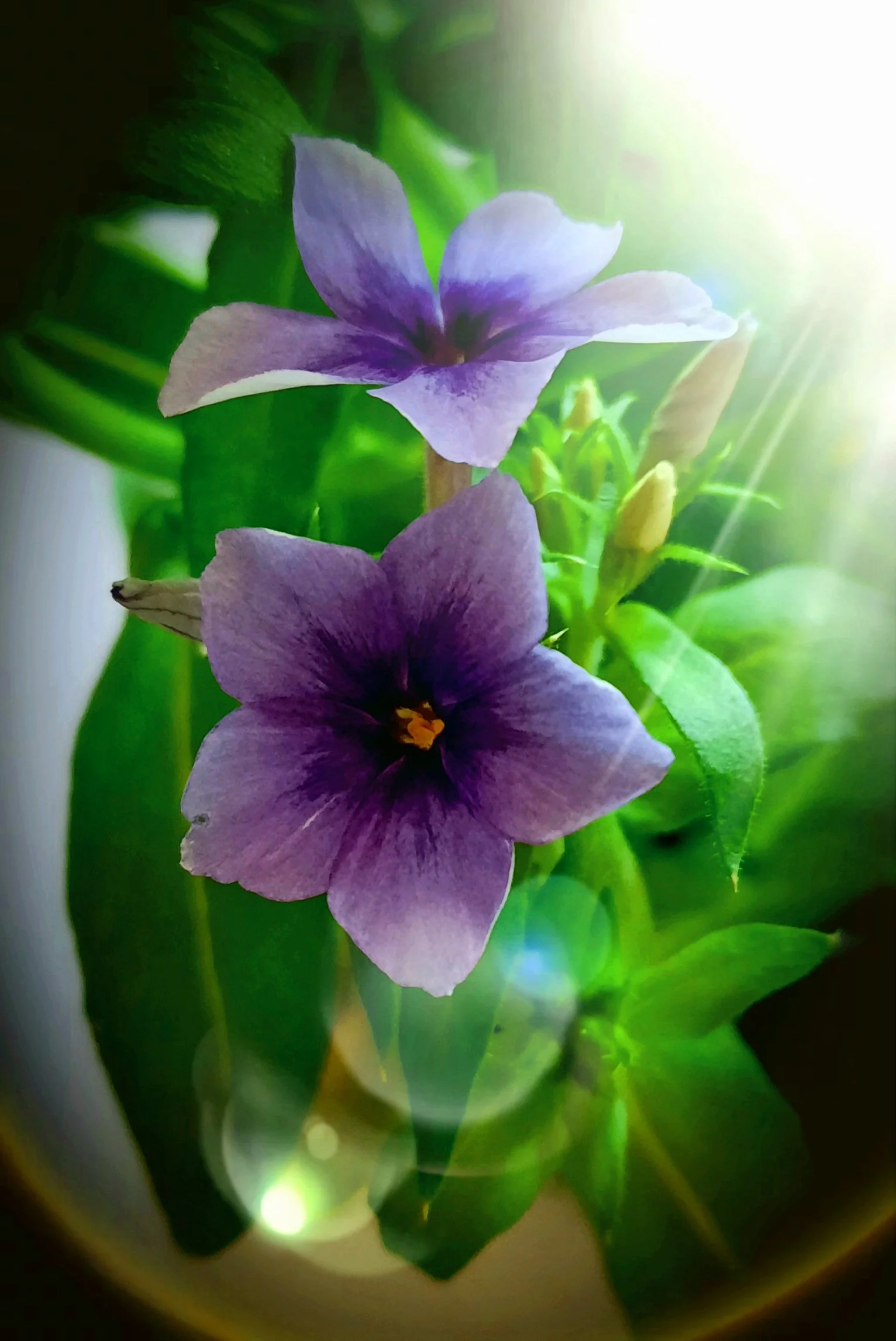 Photos_flowers_1.jpg