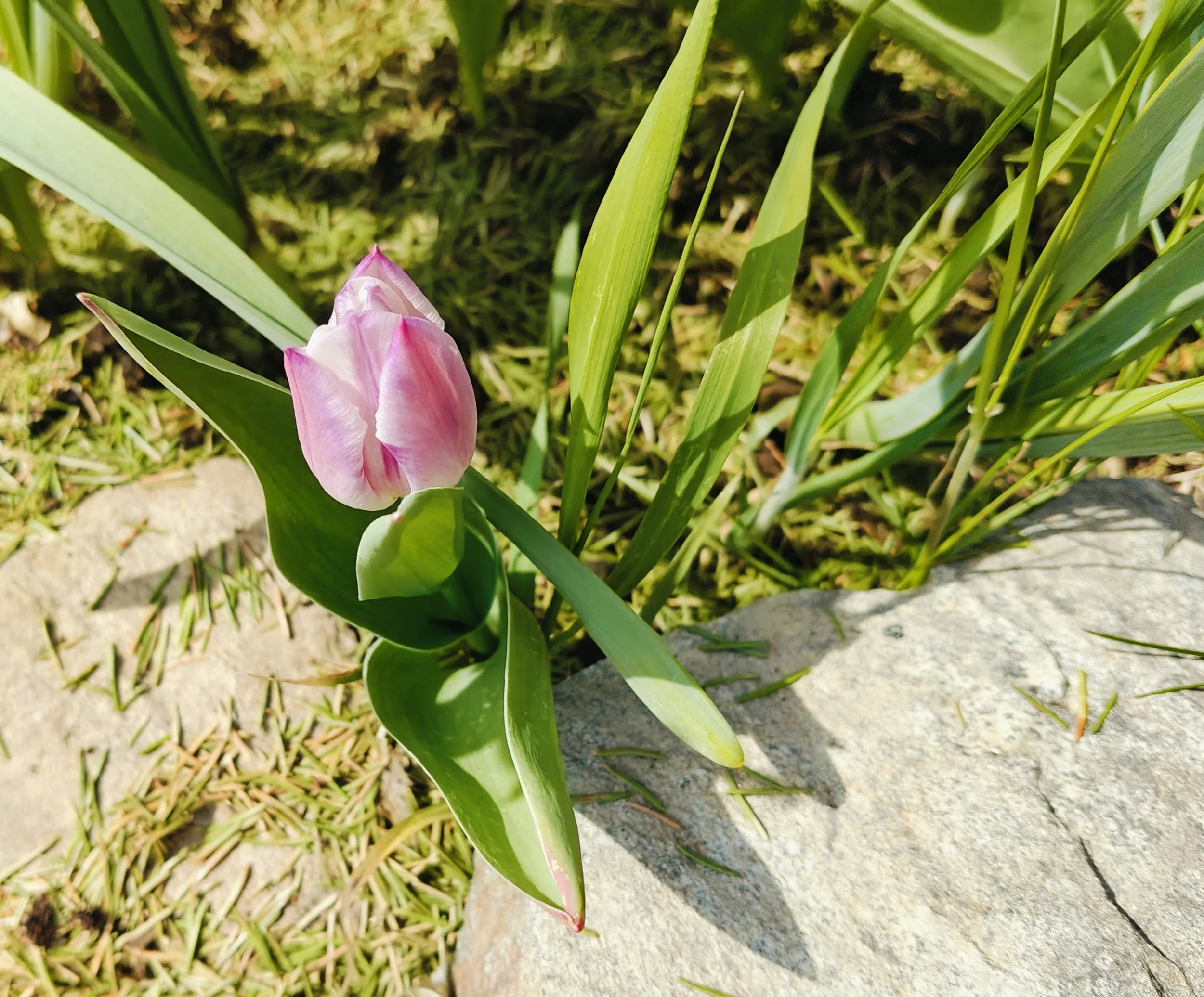 Photos_Flowers_27.jpg