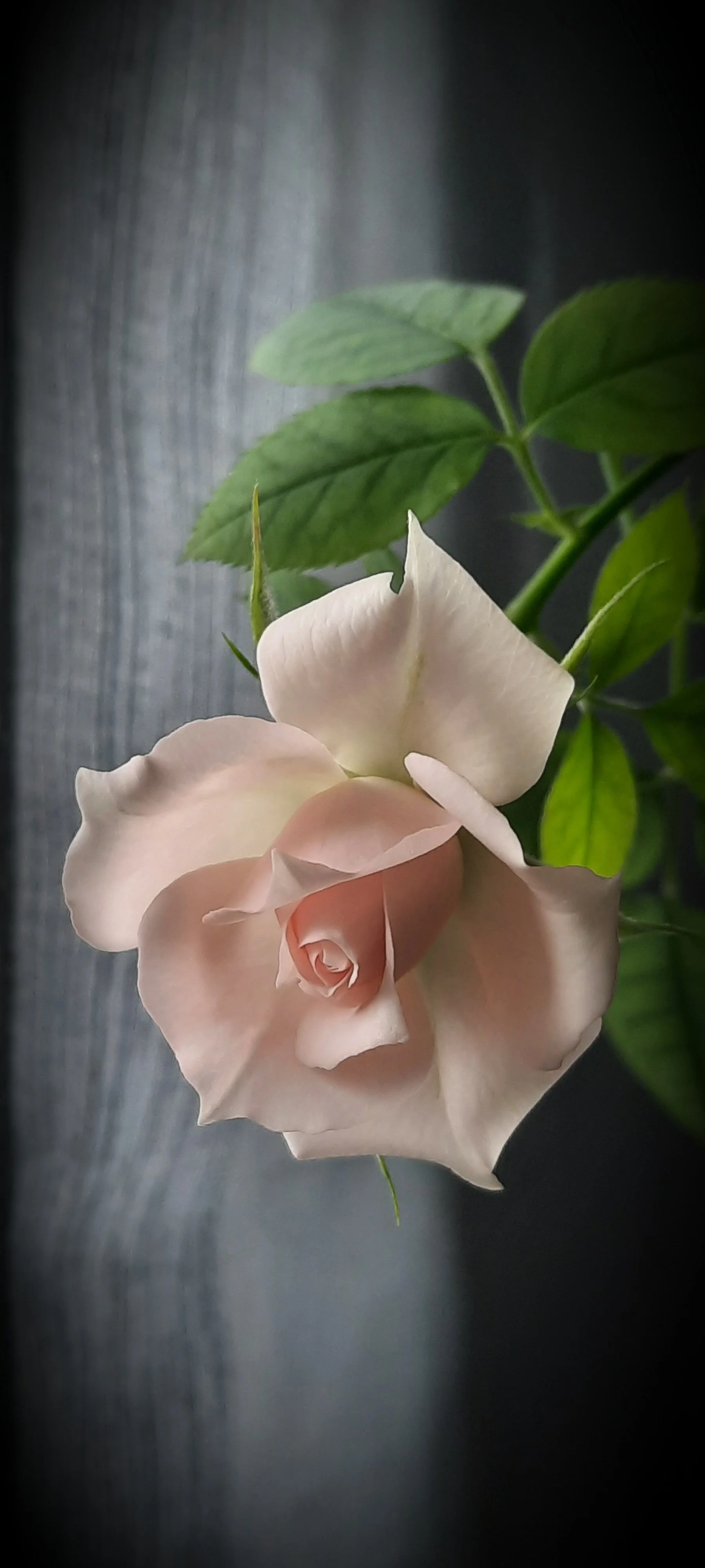 Photos_flowers_13.jpg