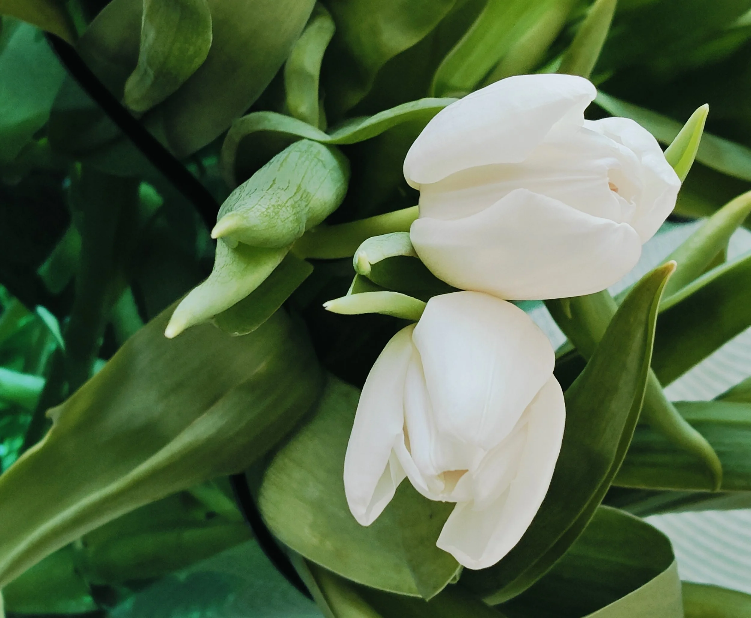 Photos_Flowers_19.jpg