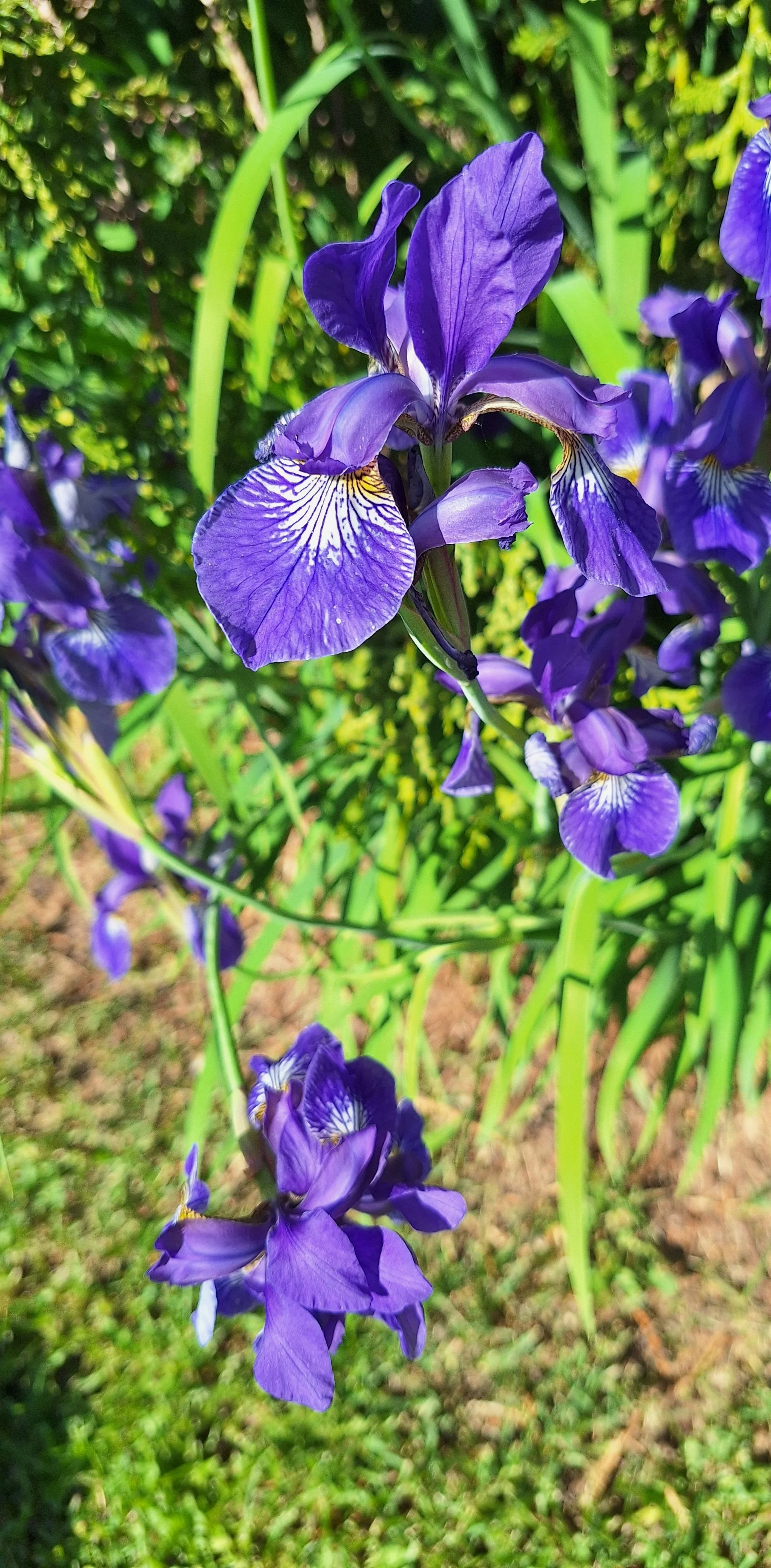 Photos_flowers_15.jpg