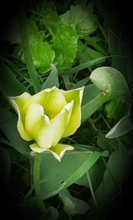 Photos_flowers_5.jpg