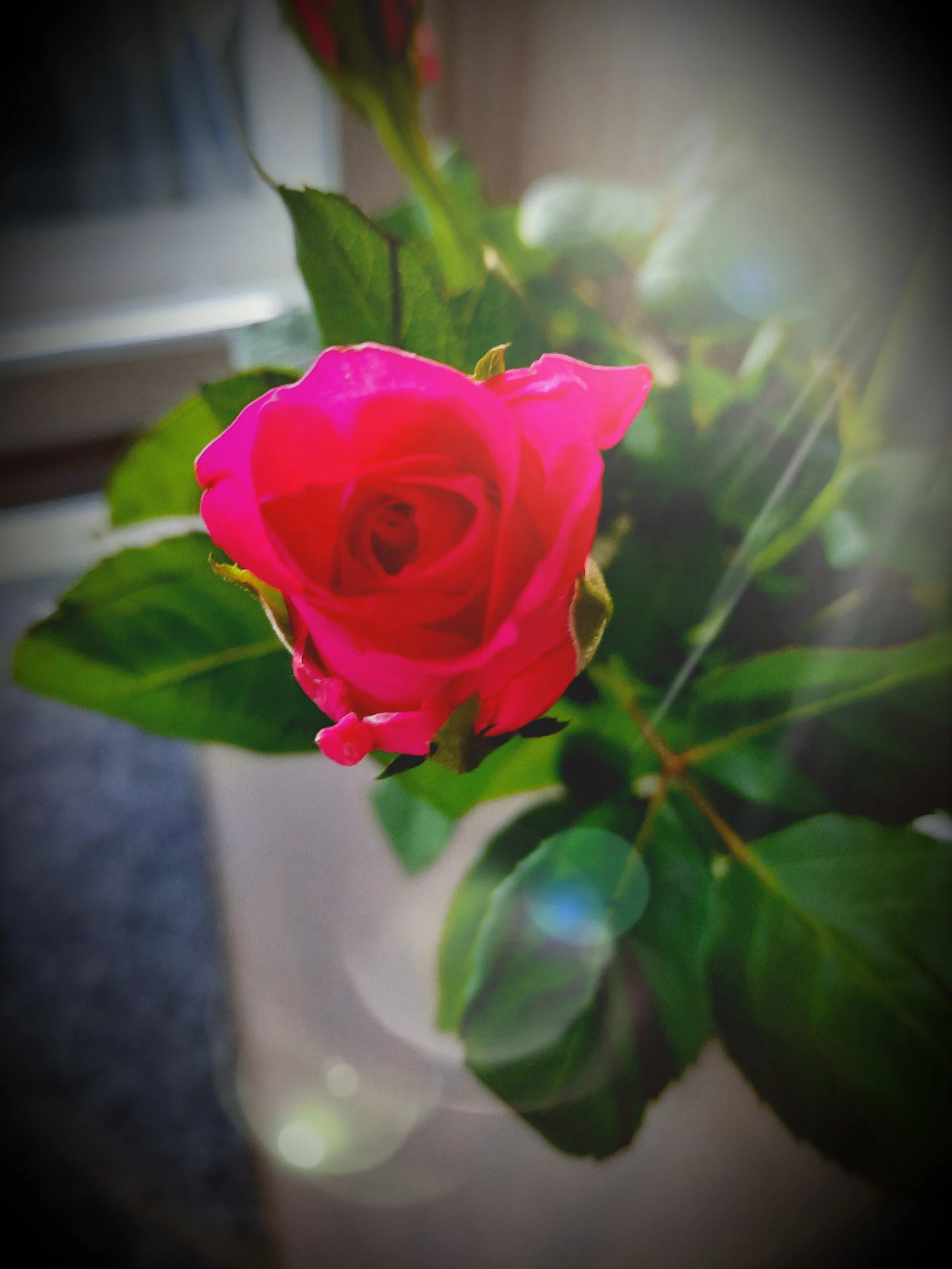Photos_flowers_2.jpg