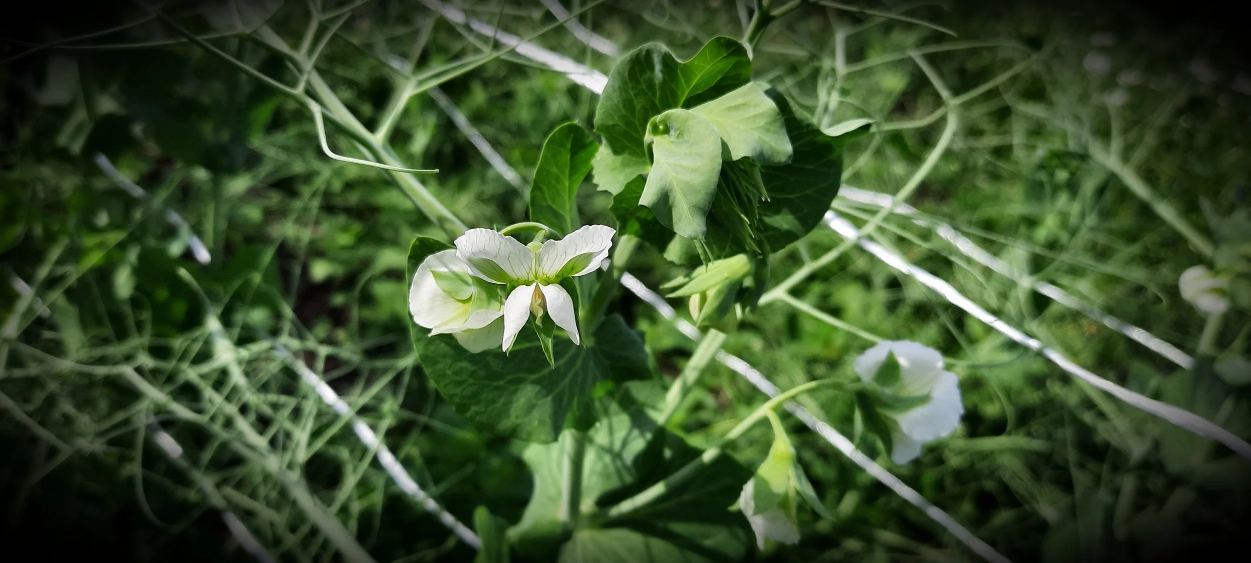 Photos_flowers_7.jpg