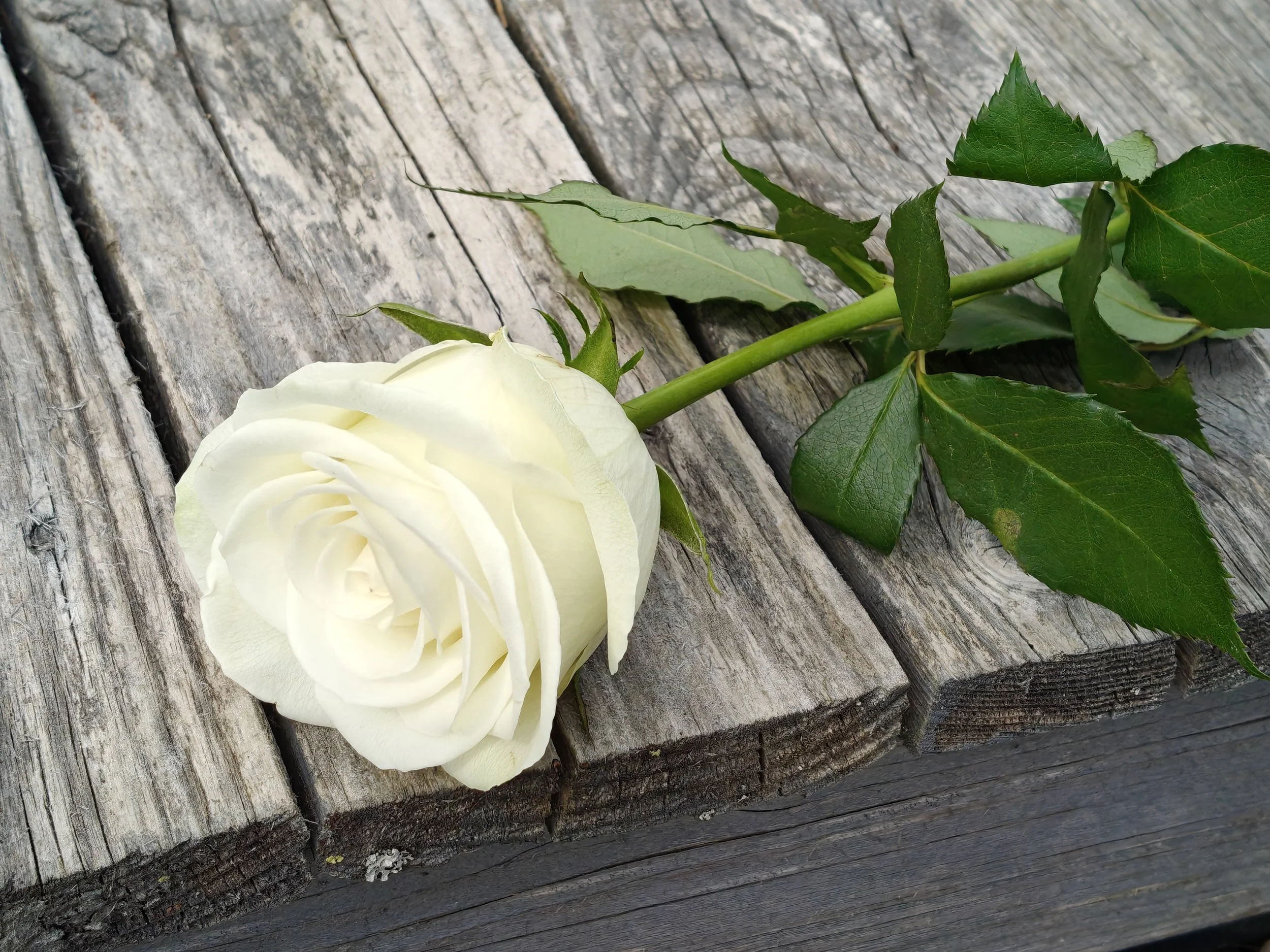 Photos_flowers_17.jpg