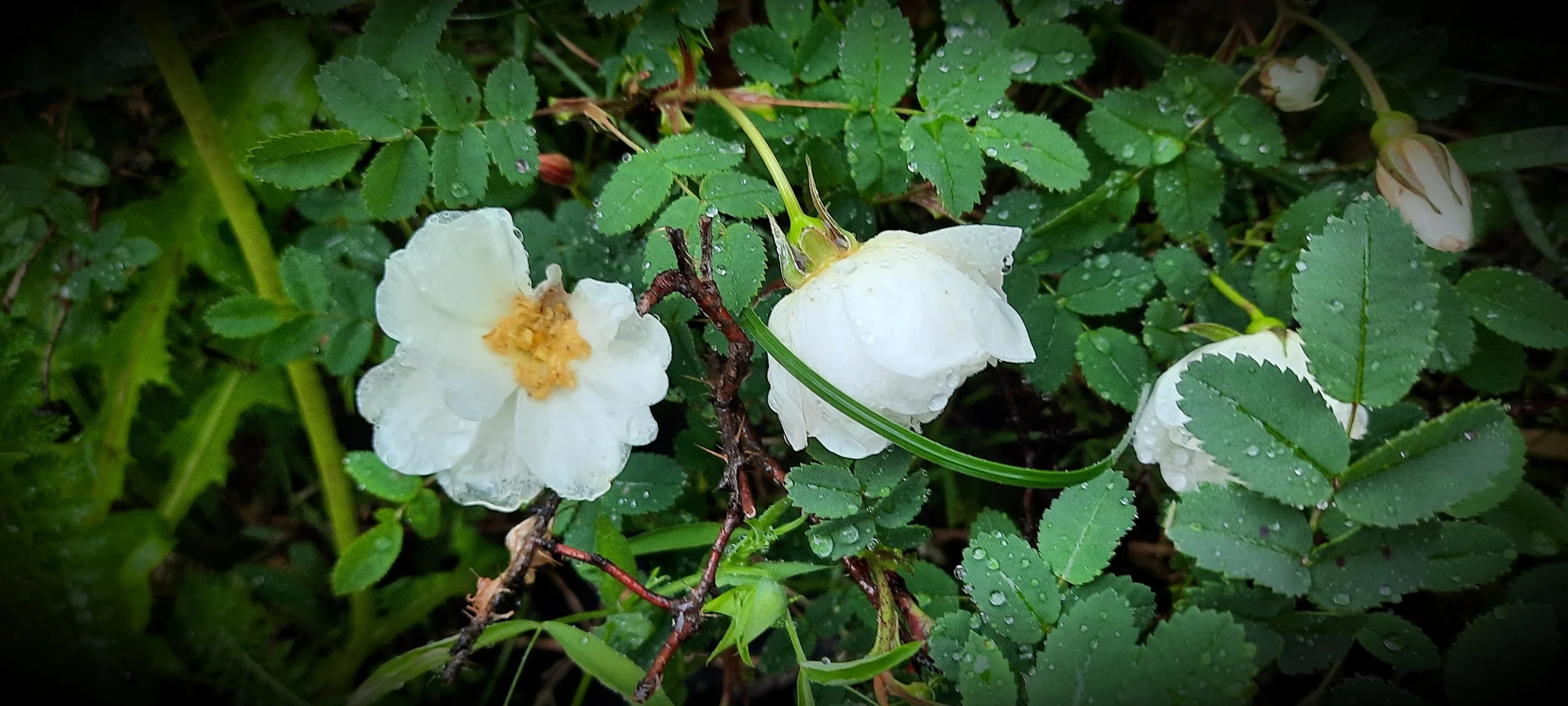 Photos_flowers_8.jpg