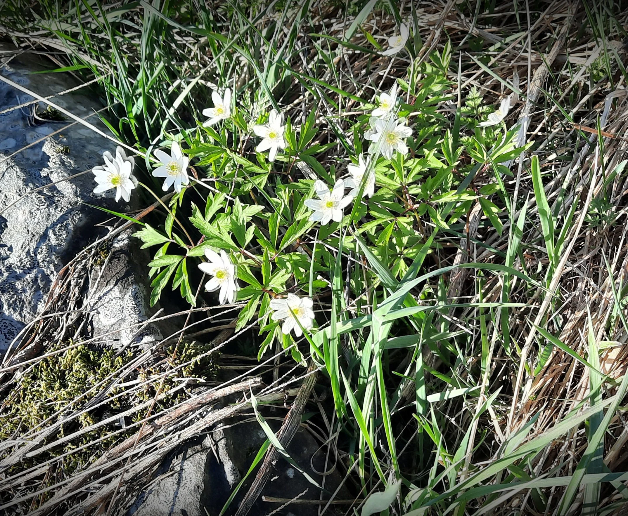 Photos_flowers_9.jpg