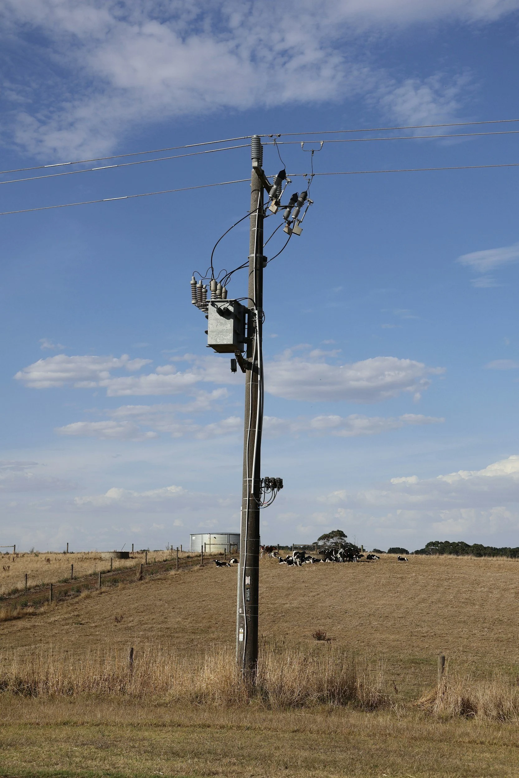 A utility pole with power lines in a rural field with cows grazing, under a blue sky with scattered clouds.