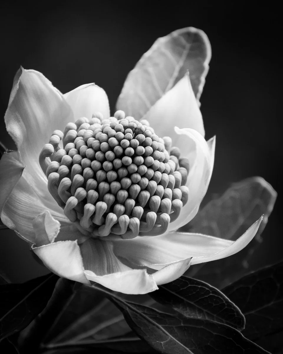 WARATAH.JPG