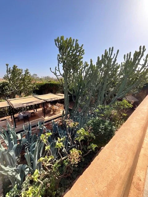 View of a rooftop garden with tall cactus plants, agave plants, and a shaded outdoor seating area under a clear blue sky.