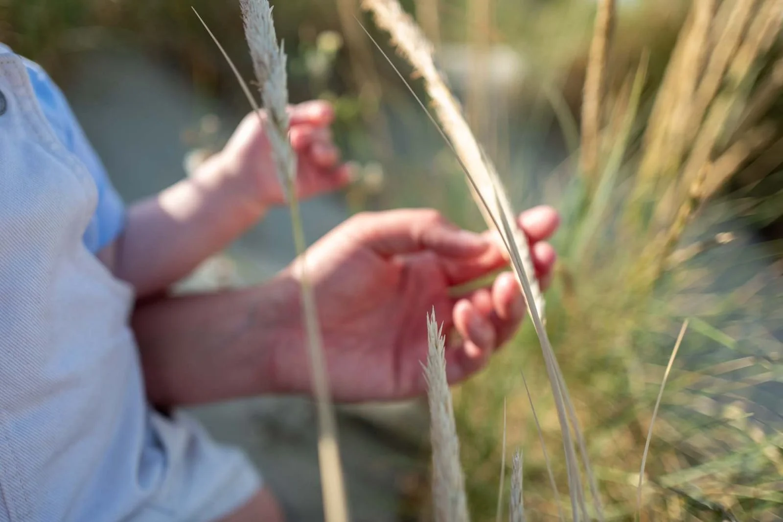A person holding tall grass or wheat in a field during daylight, with focus on their hands and the grass.