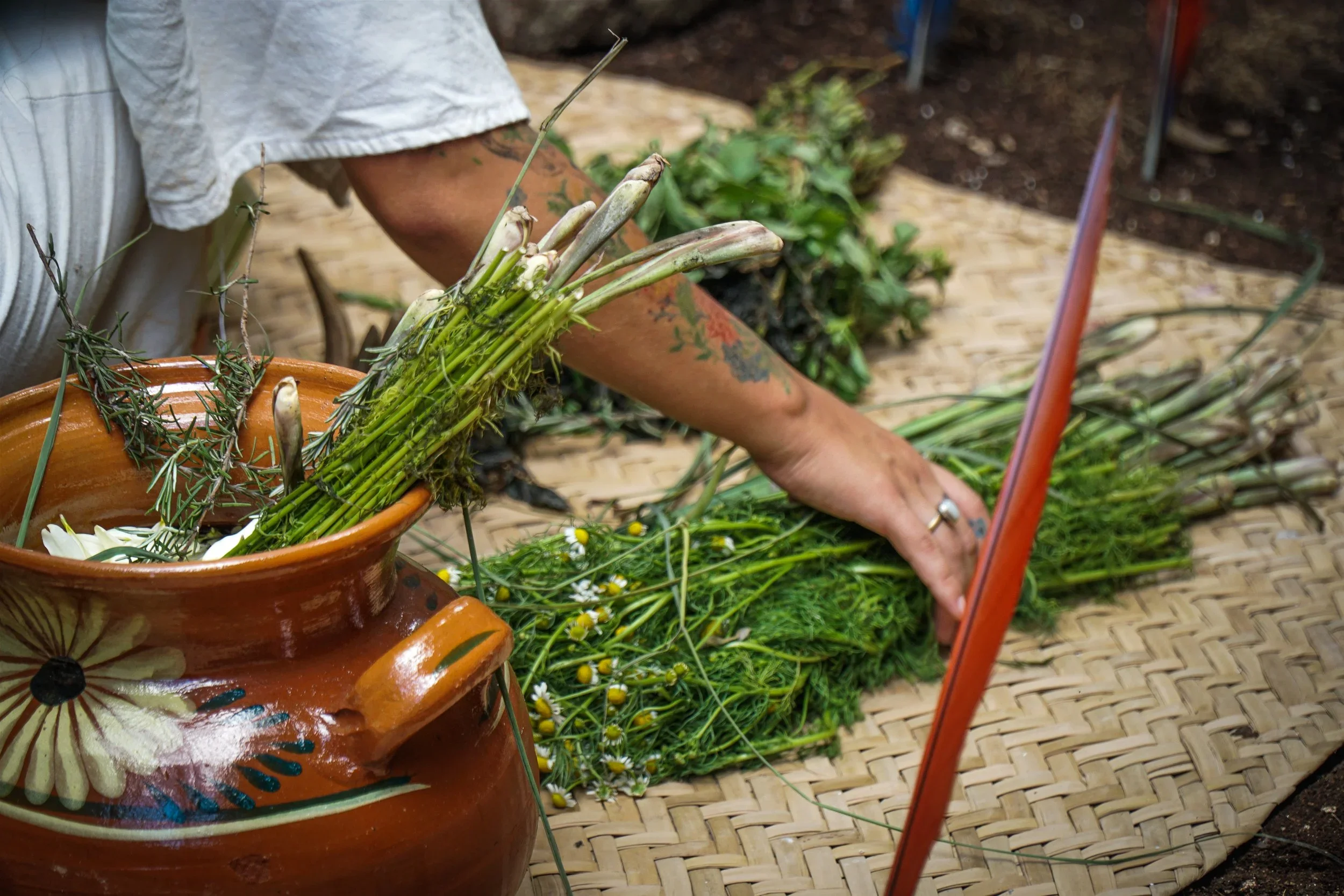 Plant Medicine Experiences