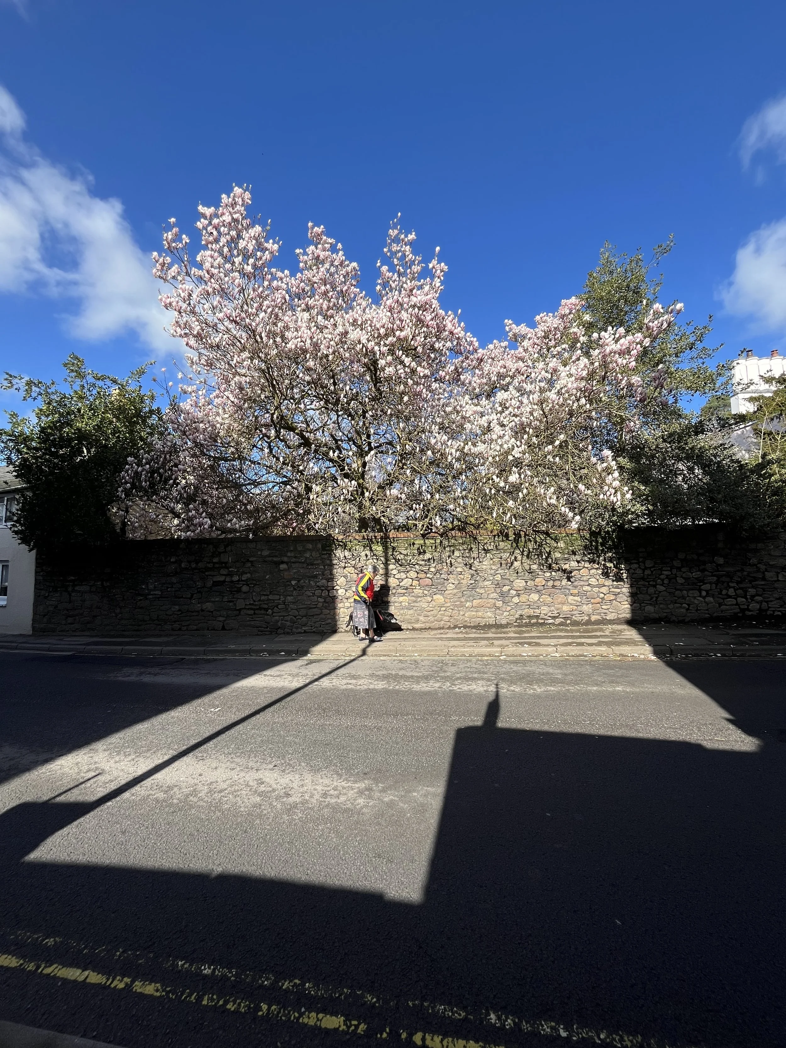 A street scene with a tree in full bloom with pink and white flowers, a stone wall, and shadows cast on the asphalt road. A person with a stroller is walking along the sidewalk beneath the tree.