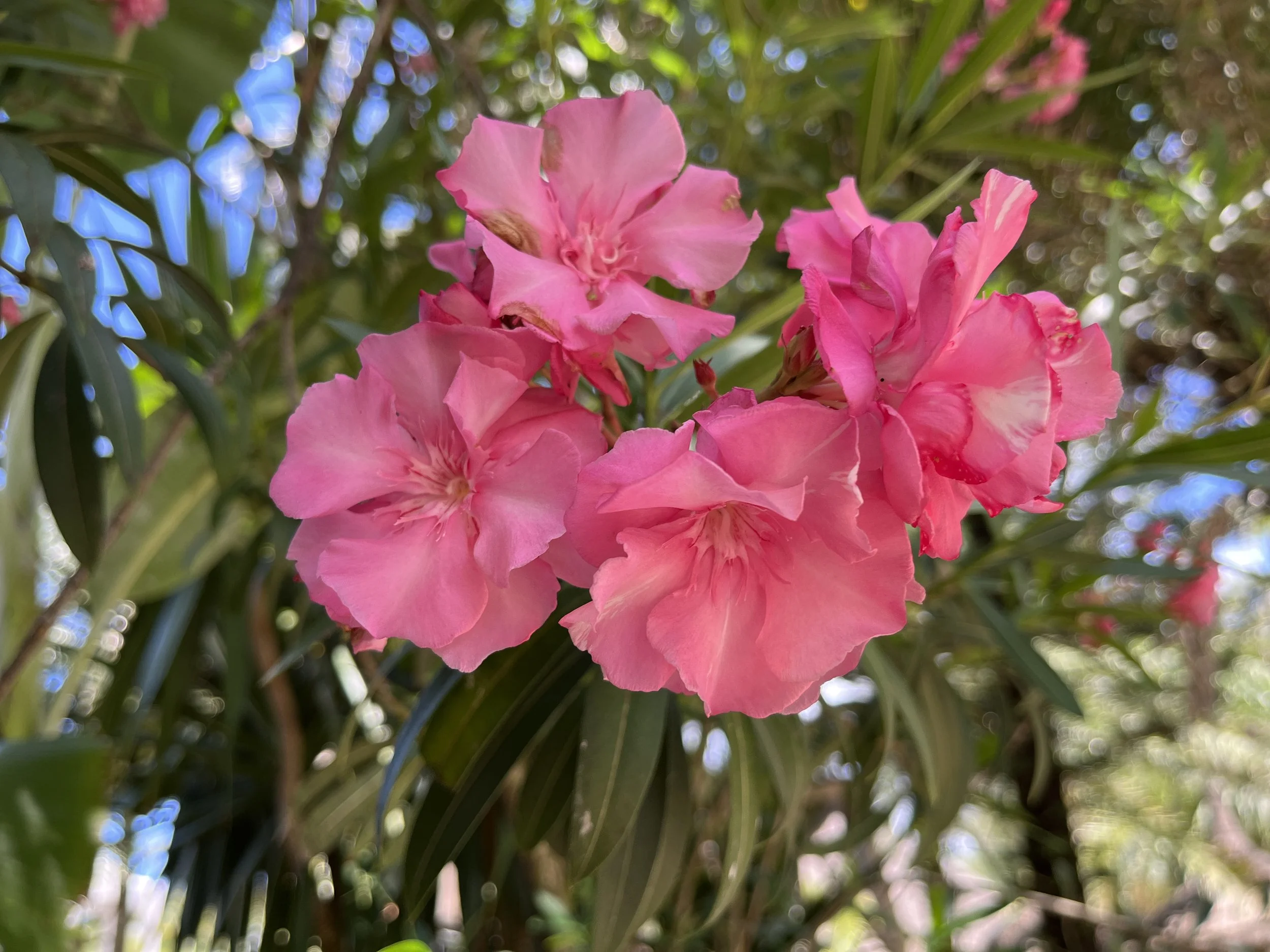 Close-up of pink rhododendron flowers with a blurred background of green leaves and blue sky.