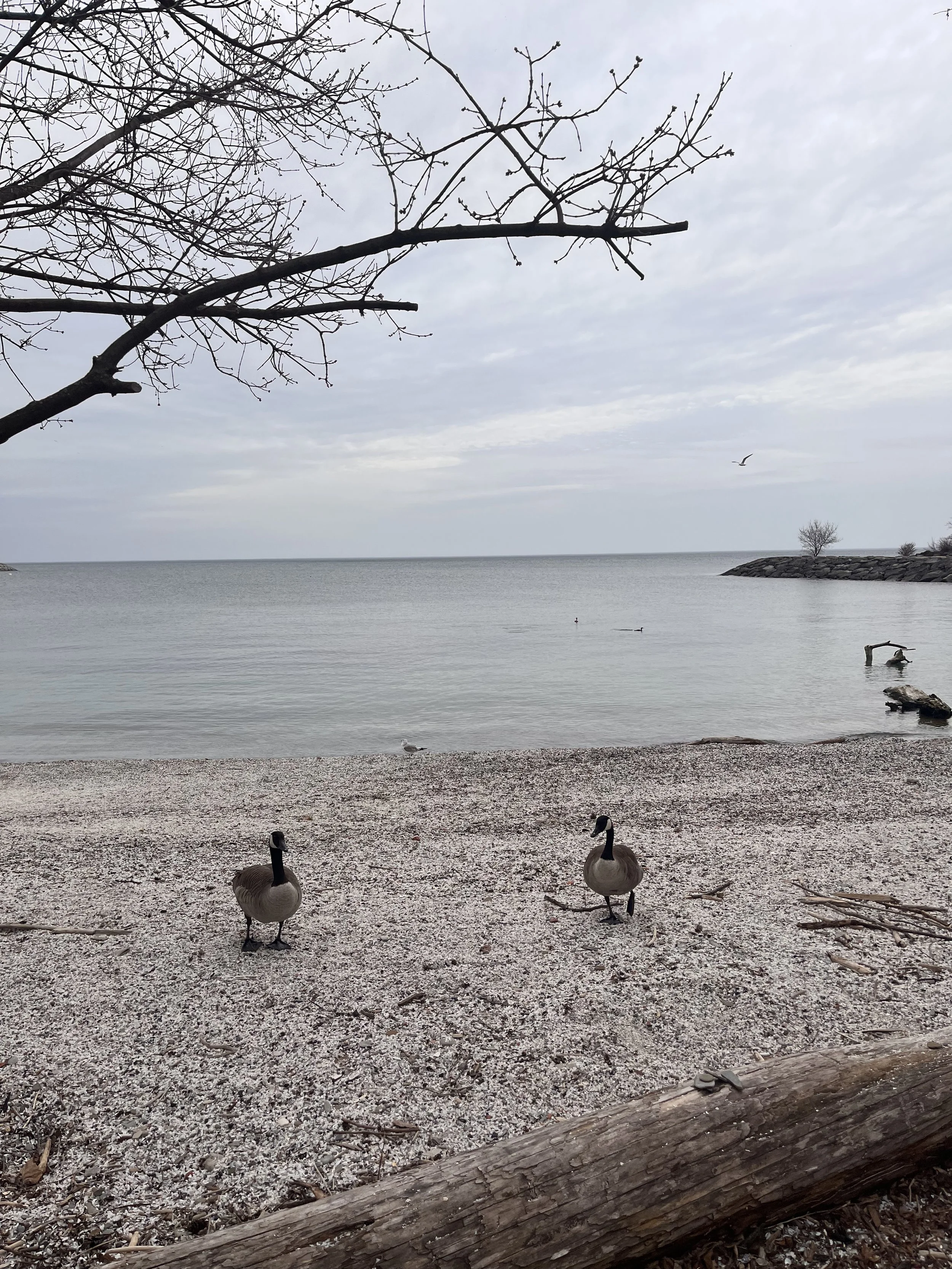 Two geese walking on a pebbly beach with a branch overhead, calm water in the background, and a cloudy sky.