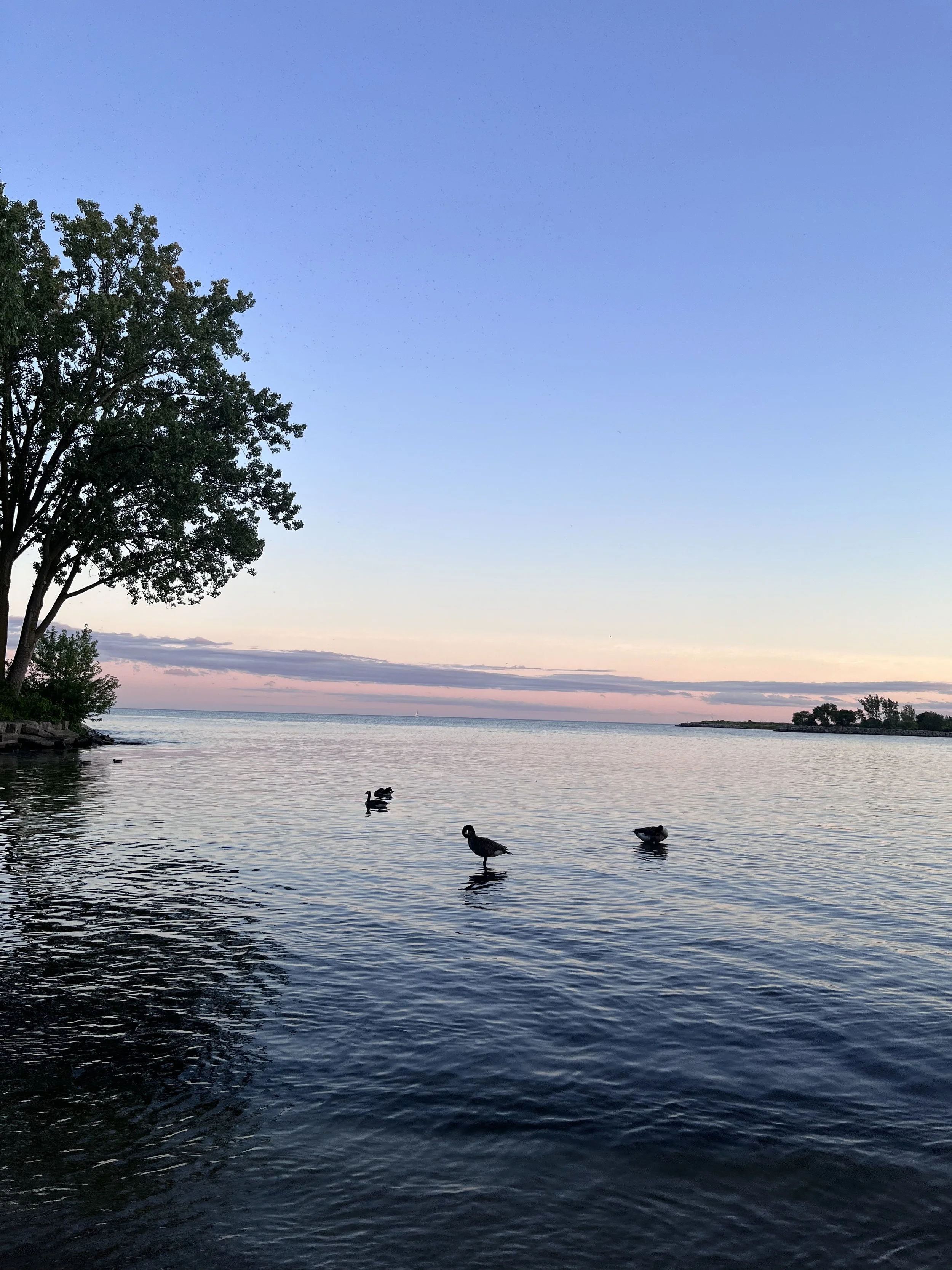 Ducks on a calm lake at sunset with silhouetted trees along the shore.