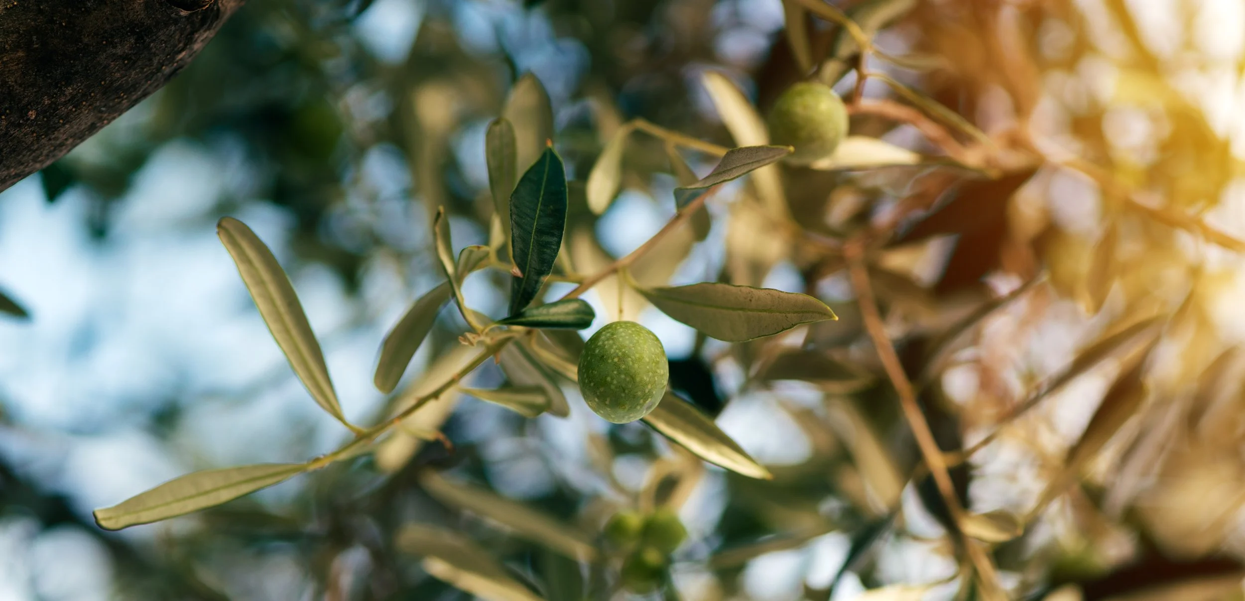 Oliveira verde em uma árvore com folhas verdes, sob luz solar.