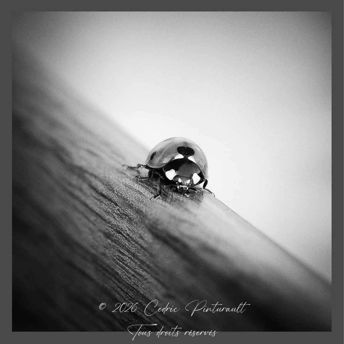 concours photo 2015_06 - Theme %22Noir & Blanc%22.jpg