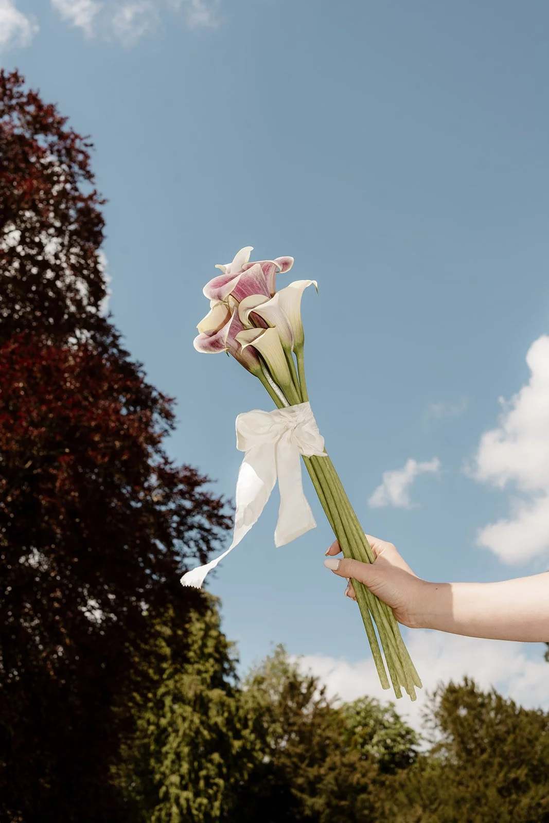 A hand holding a bouquet of pink and white calla lilies tied with a white ribbon against a blue sky with some clouds and trees in the background.