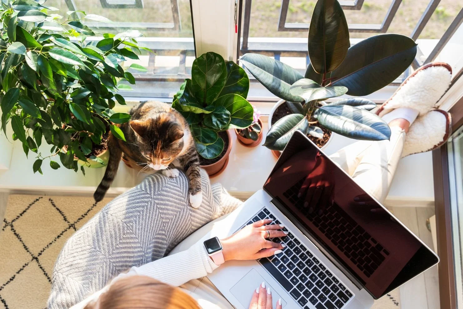A woman sits by a window with her cat and laptop on her lap. there are two large rubber plants on the windowsill
