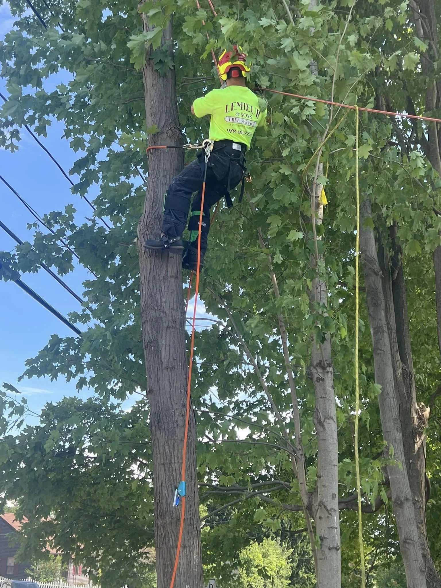 Tree Service