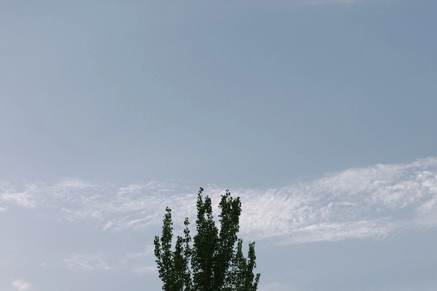 A clear sky with some wispy white clouds and a tall green tree in the foreground.