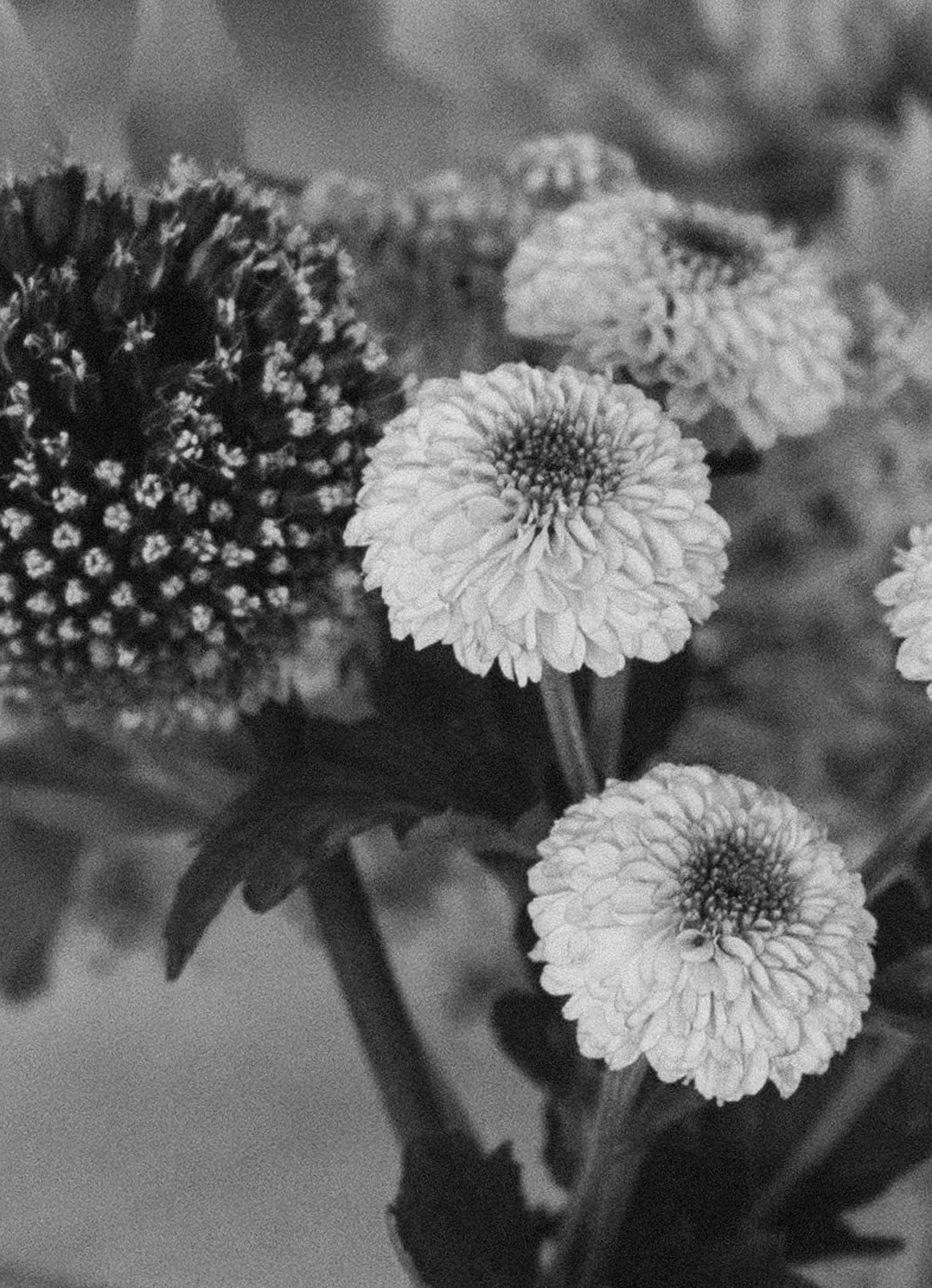 Black and white close-up of flowers, with a cluster of small round flowers on the left and several larger, round flowers with textured petals on the right.