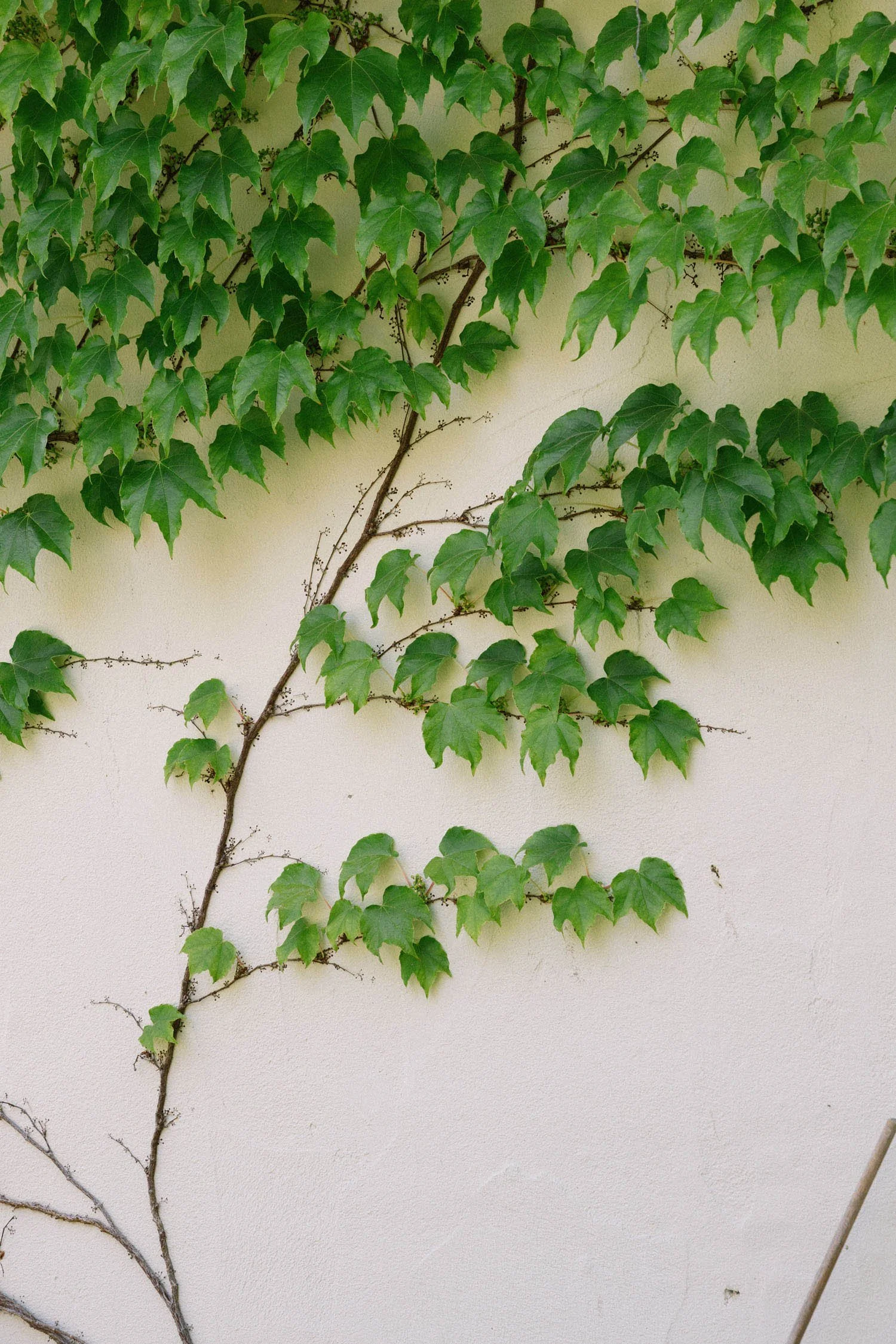 Green ivy leaves growing on a beige wall.