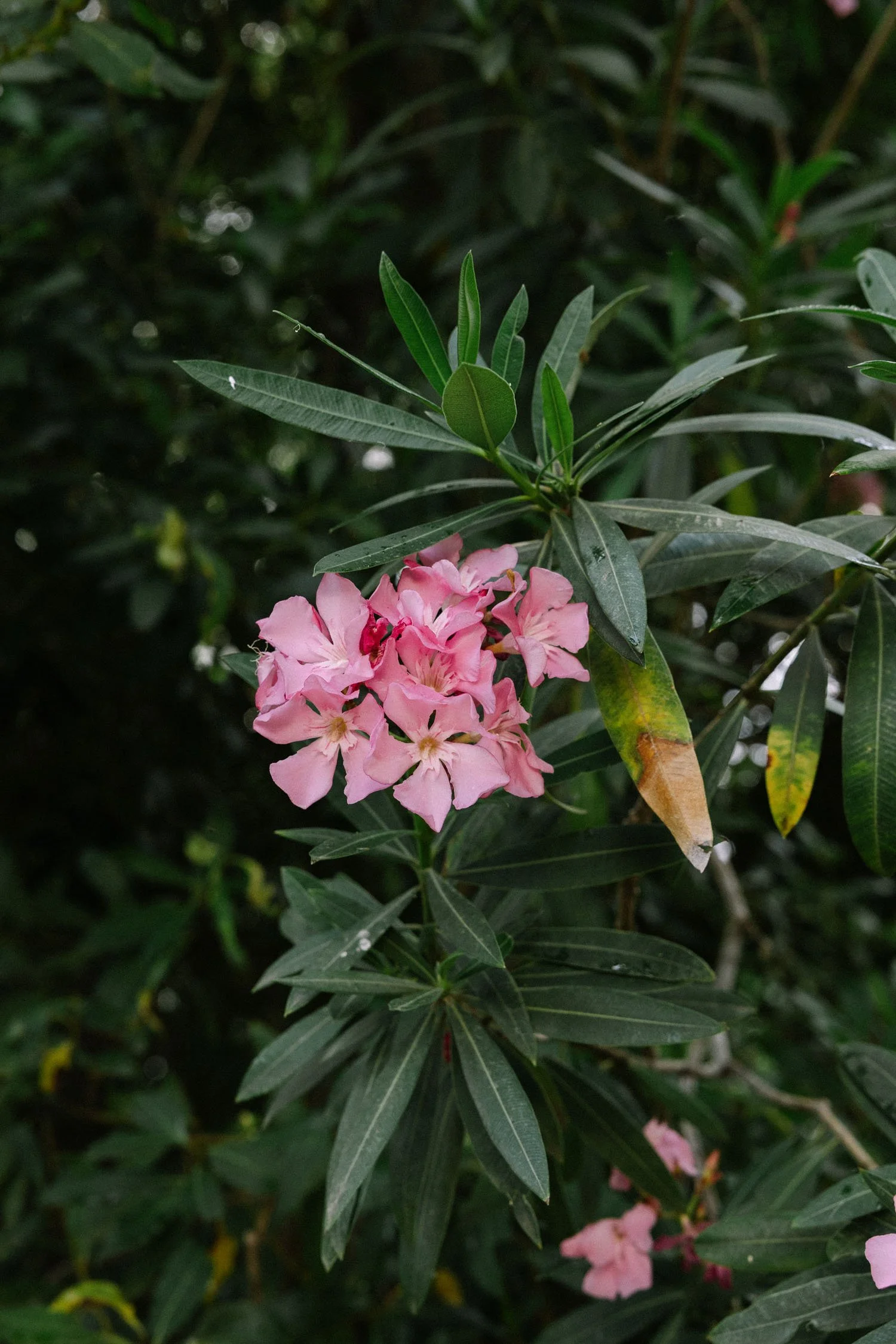 Pink flowers with green leaves on a dark green bush.