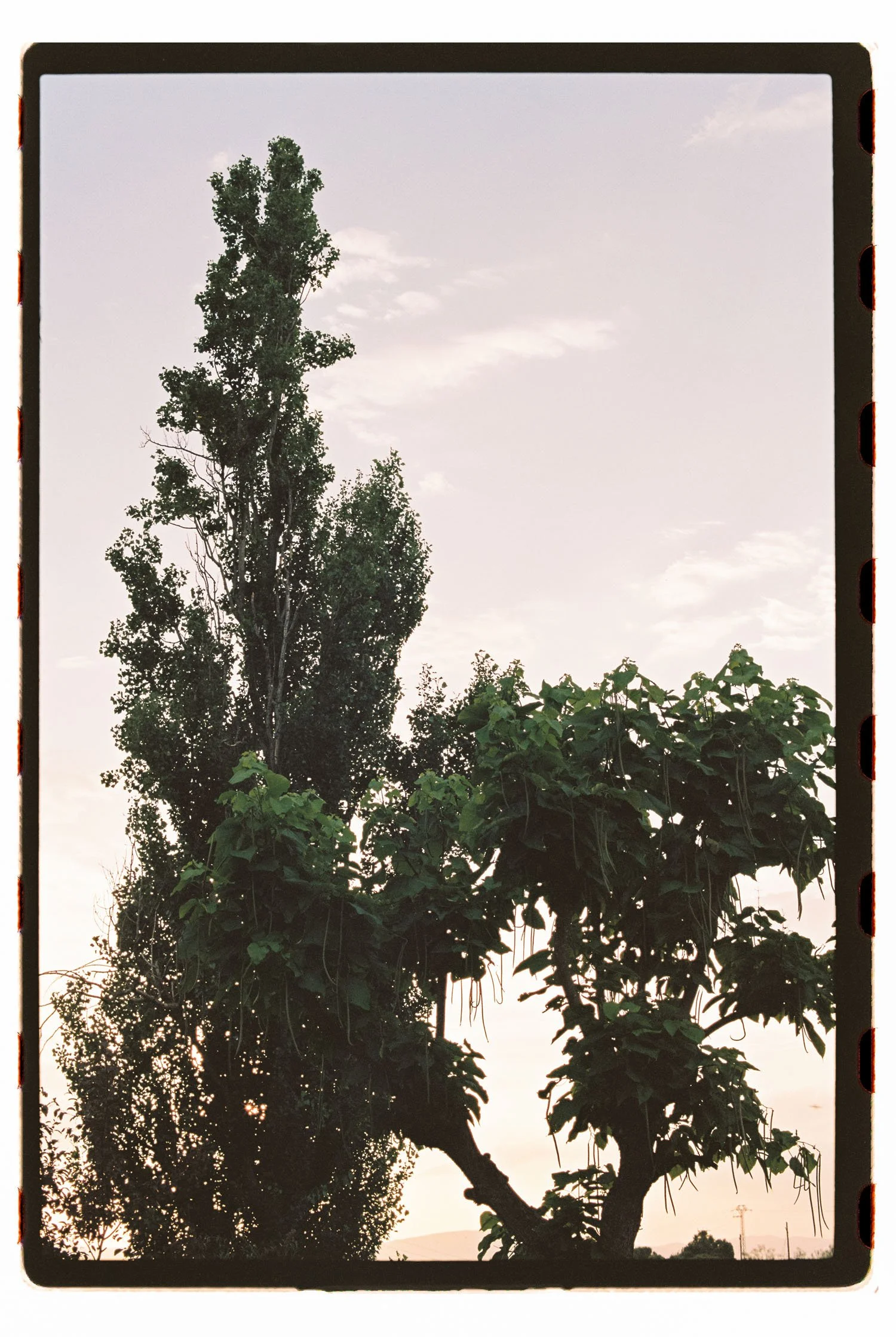 Photo of a tall tree with dense foliage and a few smaller plants at its base, against a backdrop of a pale sky with some clouds.