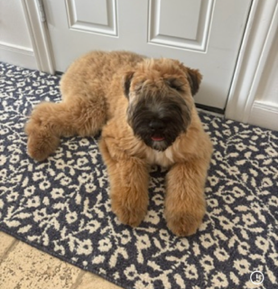 Cute fluffy brown puppy lying on a patterned rug in front of a white door.