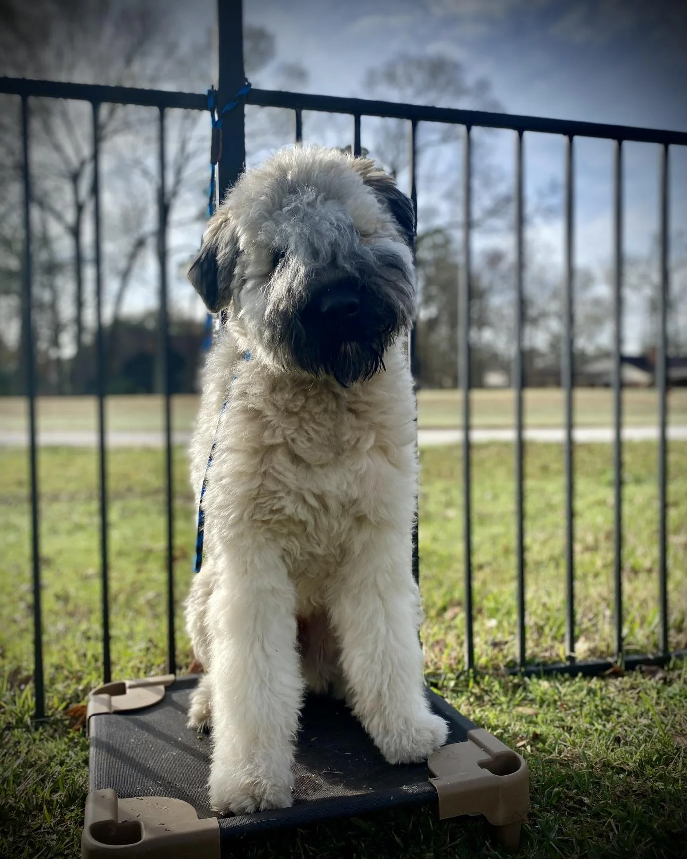 A fluffy white and black puppy standing on a raised platform outdoors behind a black metal fence, with trees and a cloudy sky in the background.