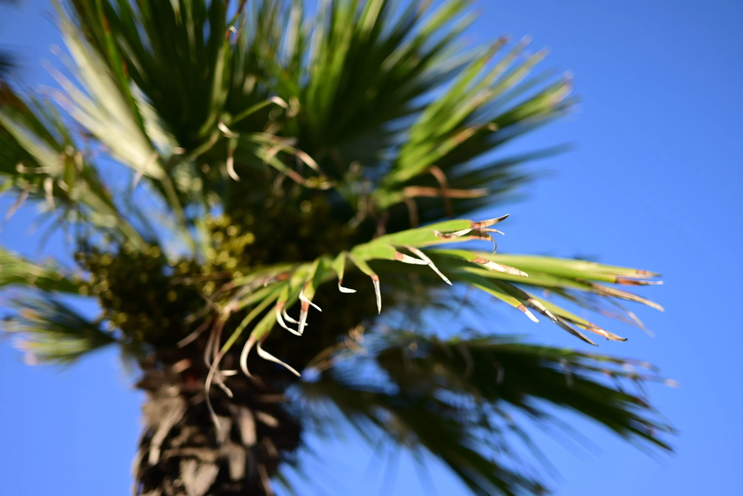 Viareggio