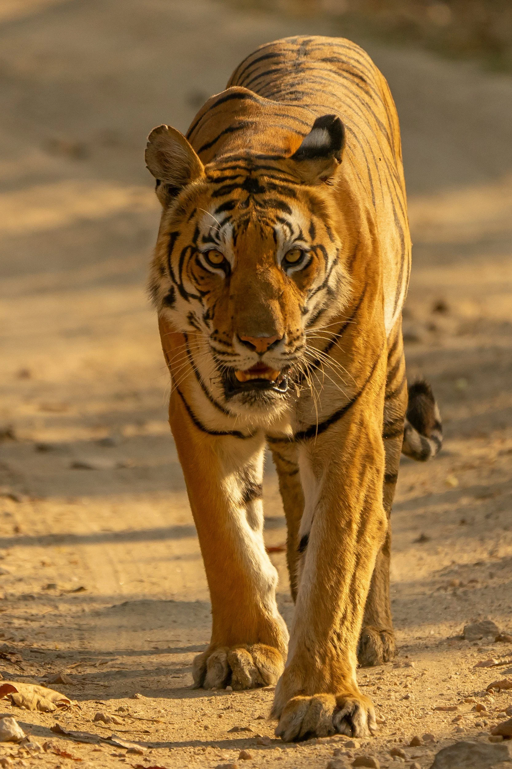 Safari Phnom Penh: Complete Visitor Guide (2026) | Tickets, Animals &amp; Tips