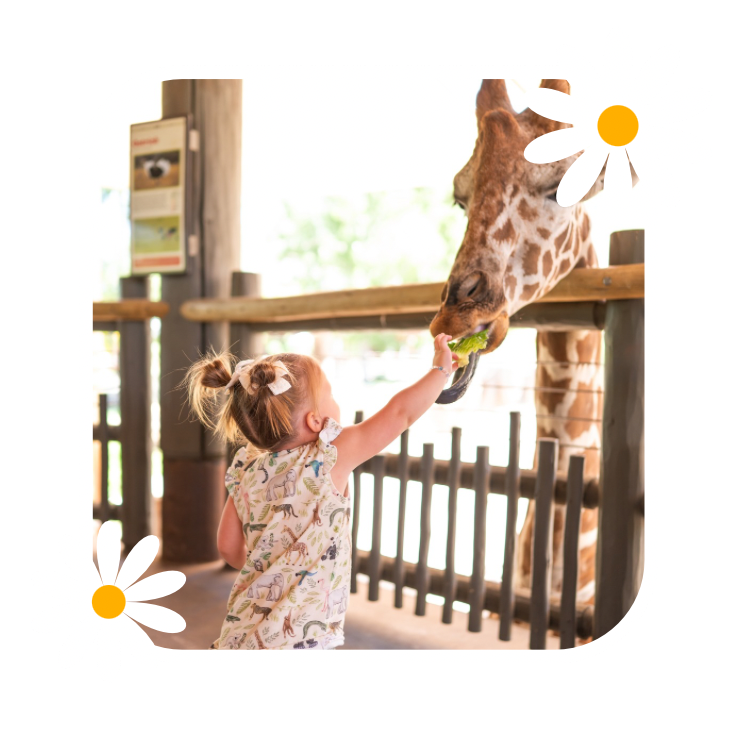 Girl feeding giraffe