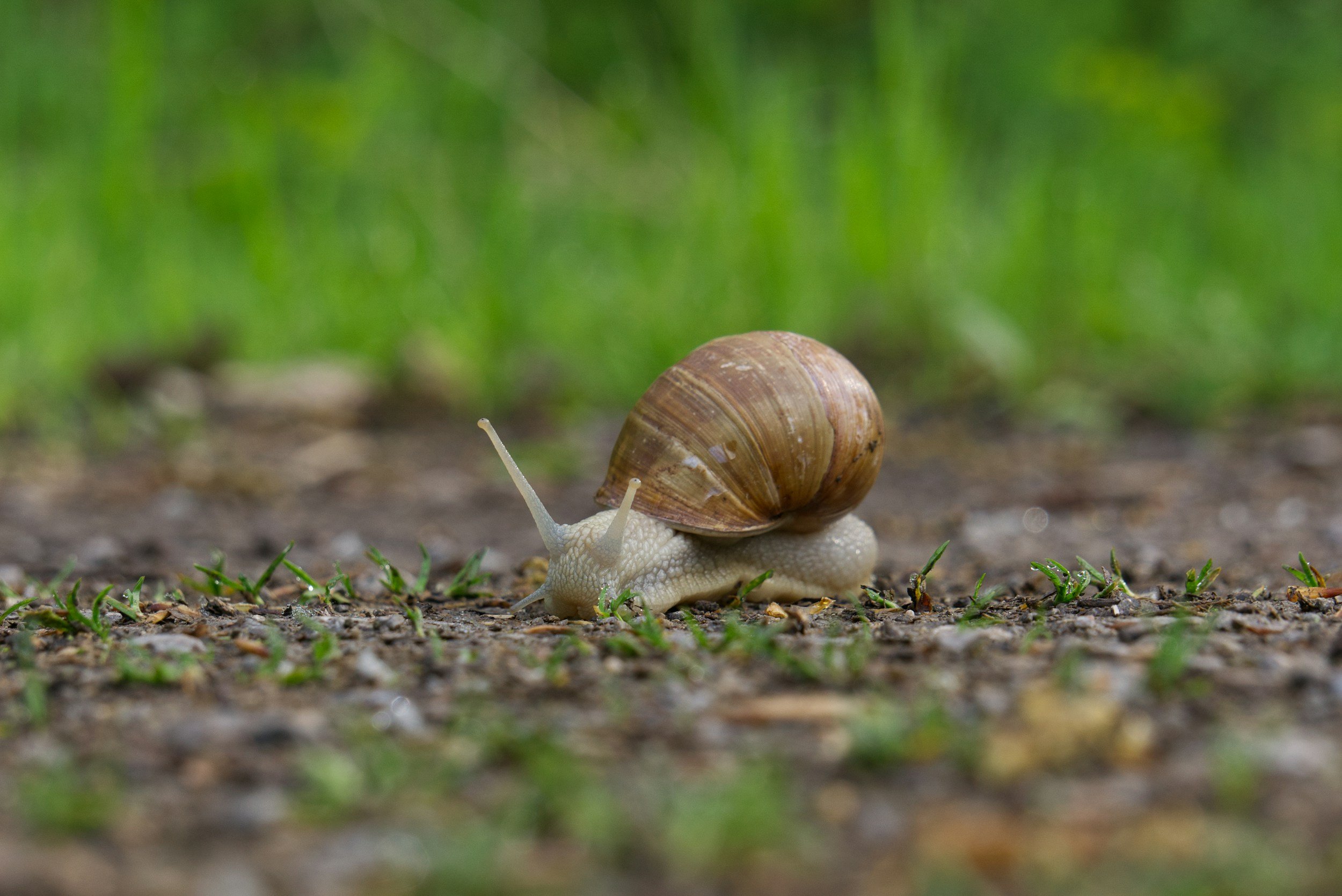 Weinbergschnecke in der Nahaufnahme am Boden