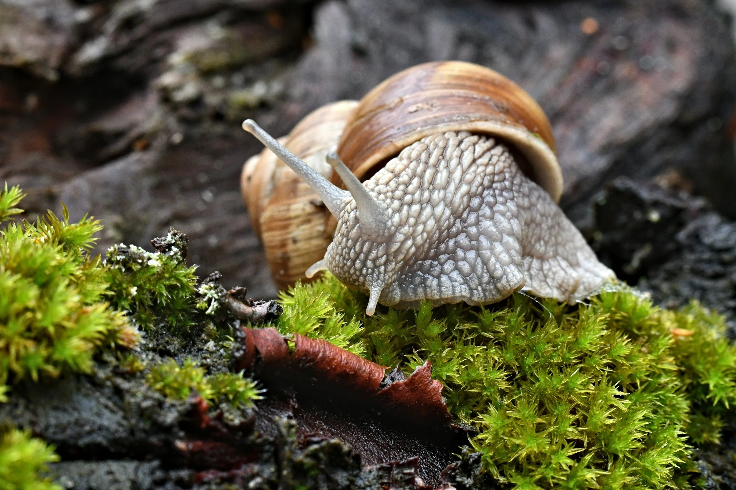 Weinbergschnecke im Moss am Boden und am Fressen