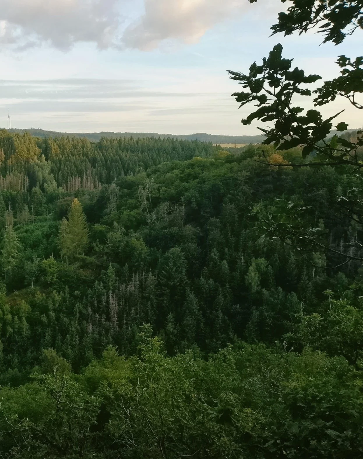 Unser Wald: Mehr als nur Bäume – Ein Blick in die Zukunft mit den Landesforsten