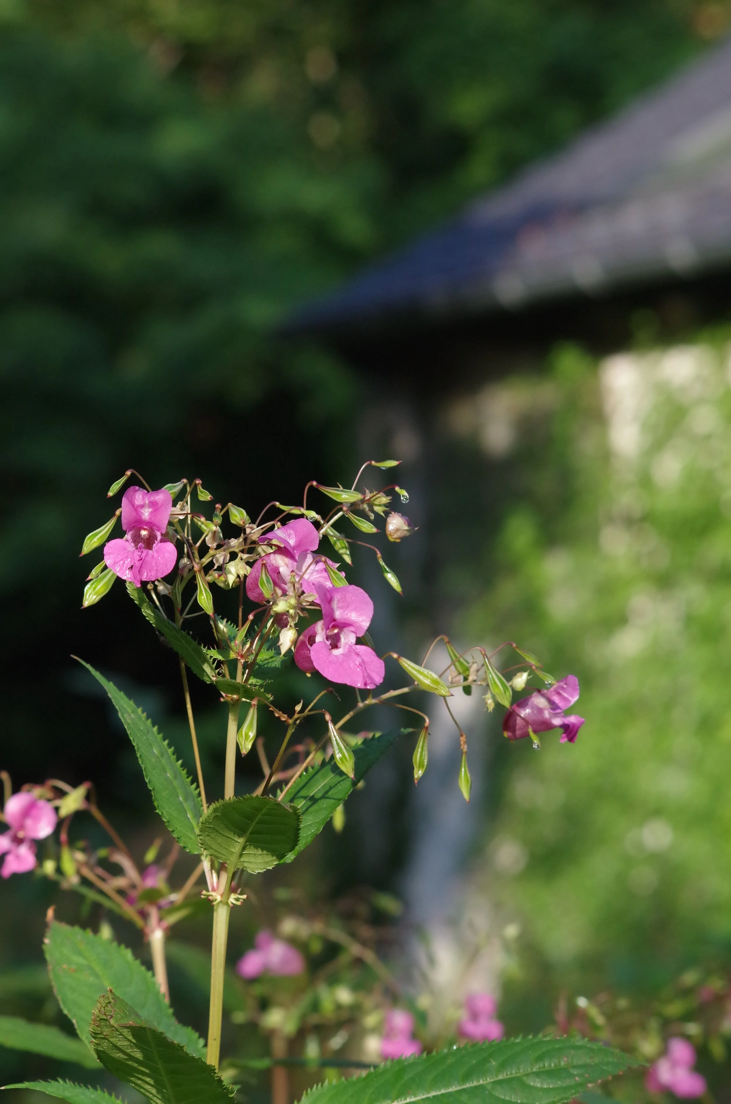 indisches Springkraut