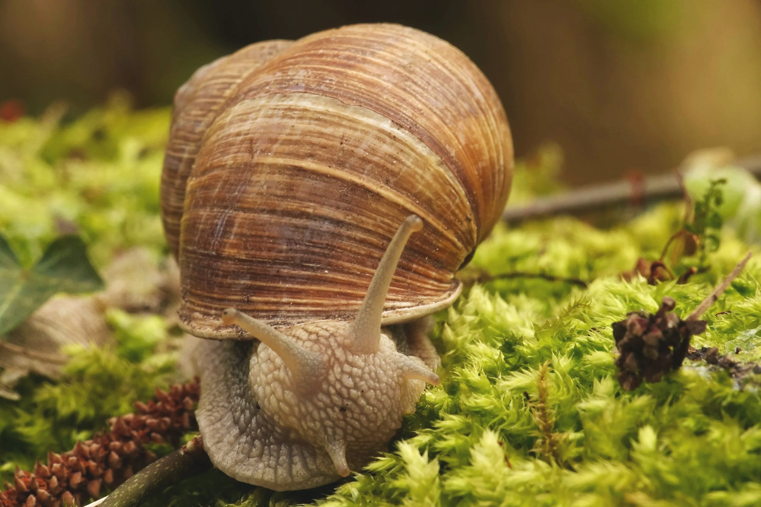 Weinbergschnecke mit großen Gehäuse im Detail