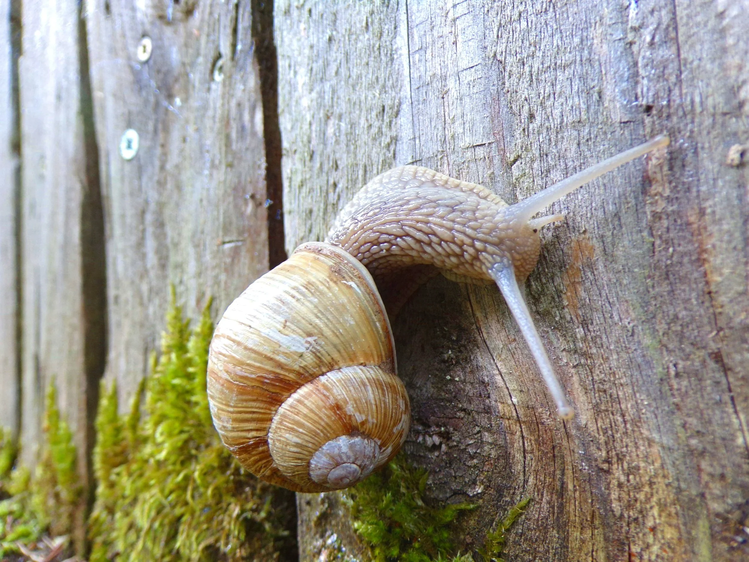 Weinbergschnecke am Baum am kriechen