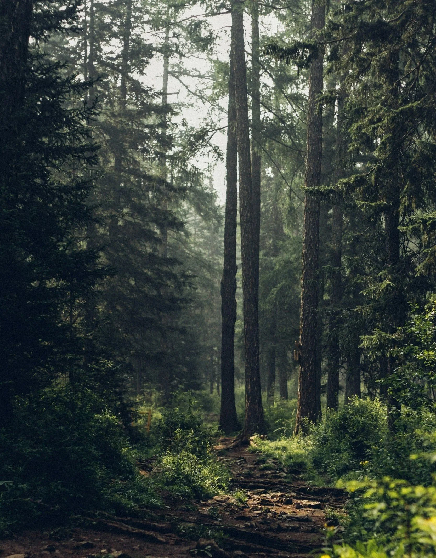 Ein nebliger Wald mit hohen Bäumen und einem Waldweg.